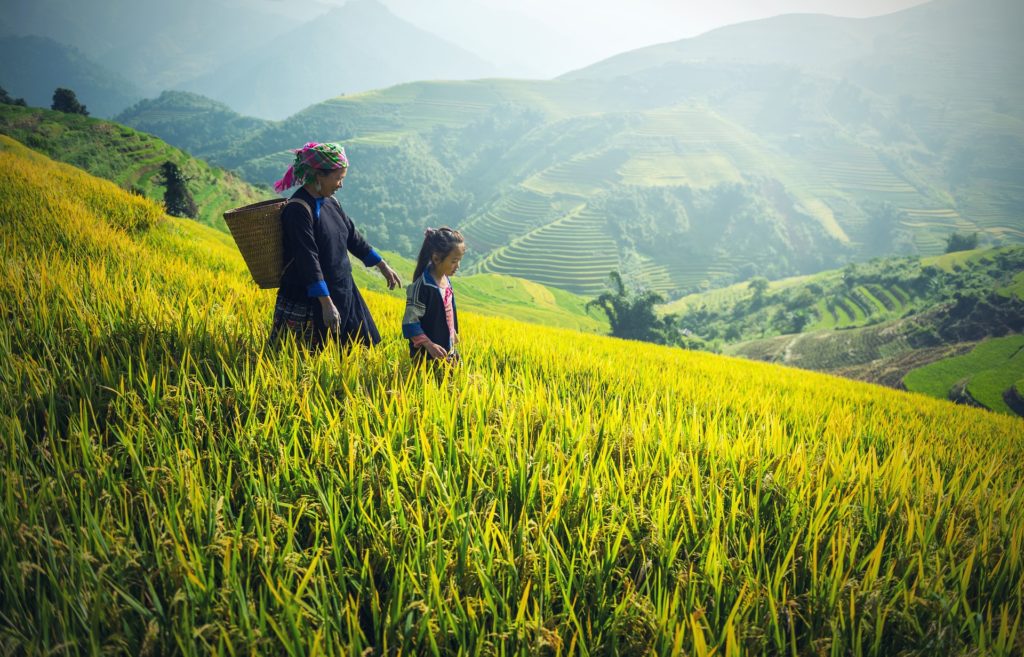 A woman and her young daughter walking in a mountainous field of tea in China.