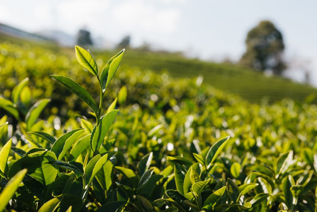 A close-up of tea growing in China