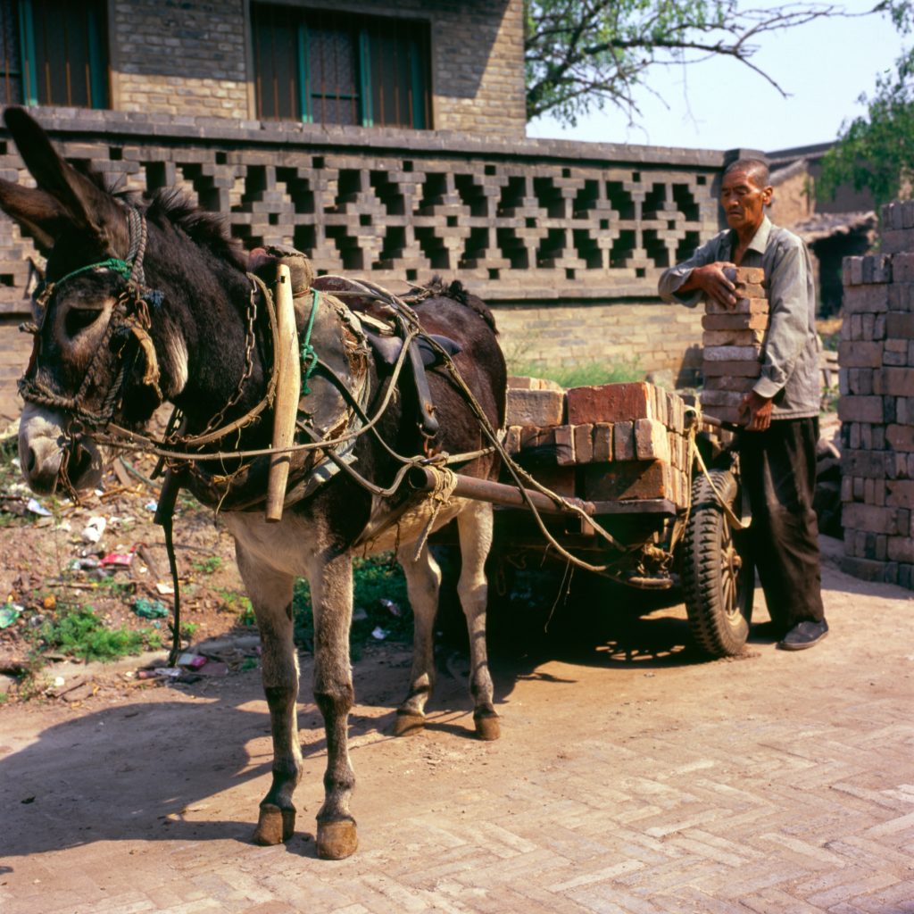 A peasant in China pulling bricks behind a donkey