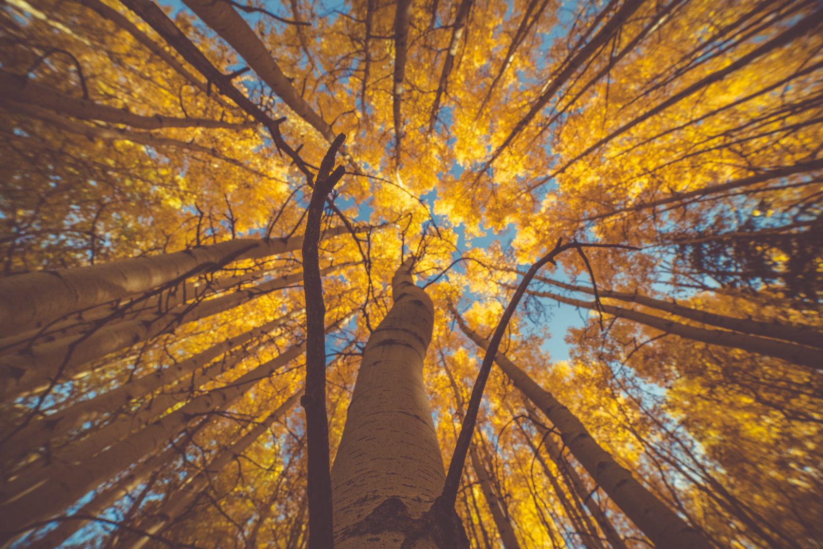 Aspen trees for leaf peeping in Colorado