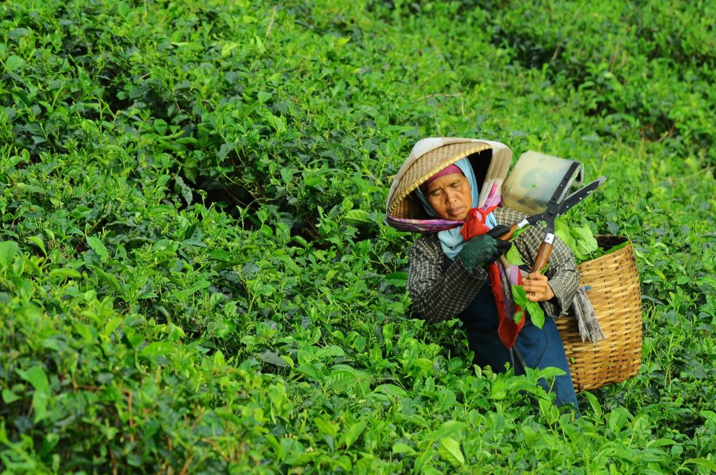 A woman harvesting tea in China