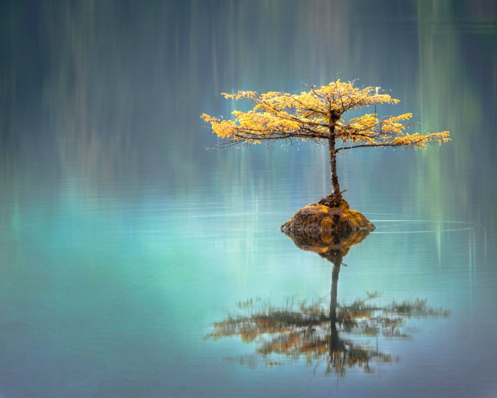 A tree in a lake that is very calm and peaceful and looks Japanese