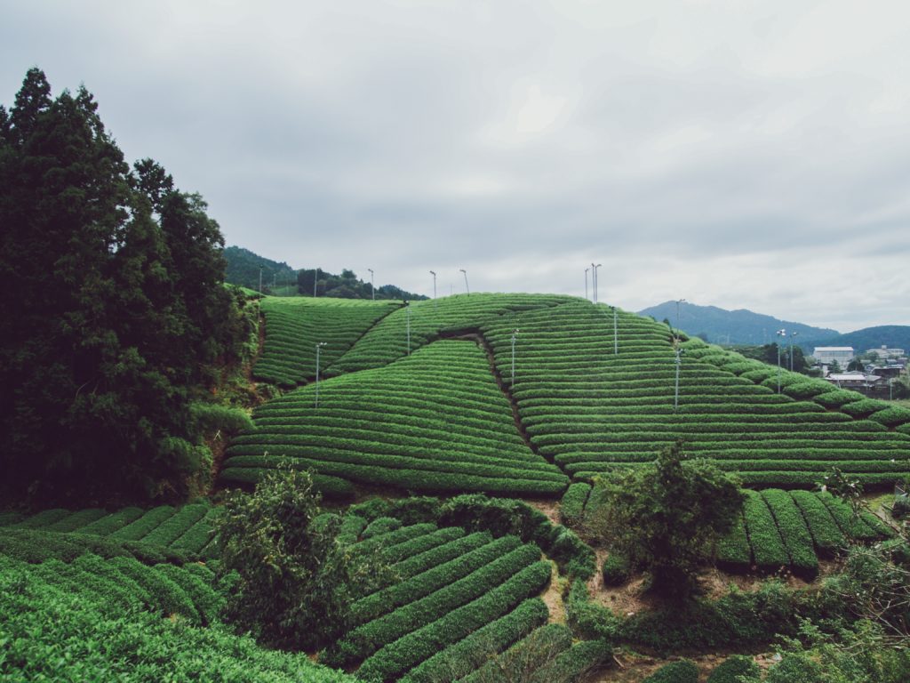 Tea growing on a hillside in China.