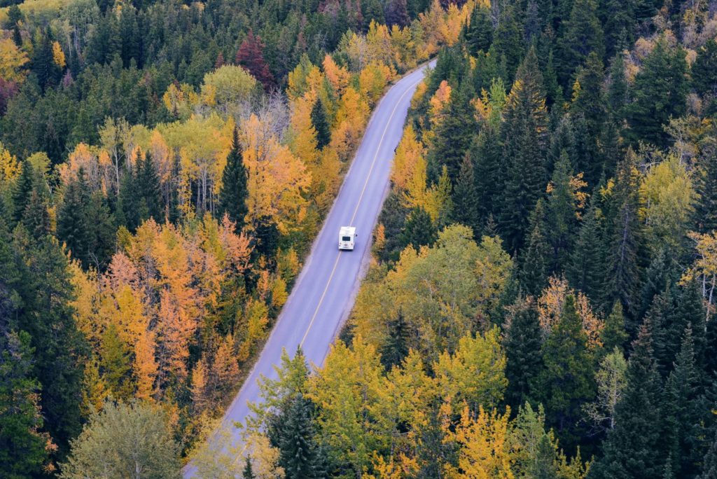 A Colorado road lined with yellow aspen trees for leaf peeping and drinking tea.