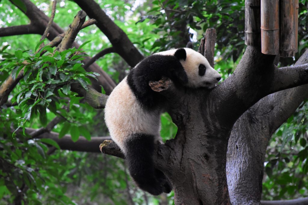 A giant panda climbing a tree in the mountains in China's Qinling Mountains in the Henan province.