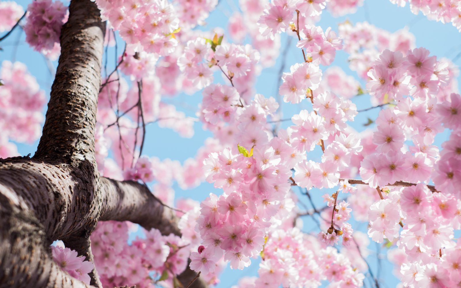 Spring is time for detox, as well as cherry blossoms
