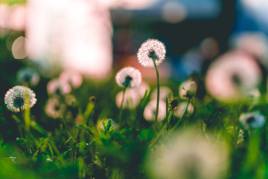 Dandelion root is a powerful detox agent