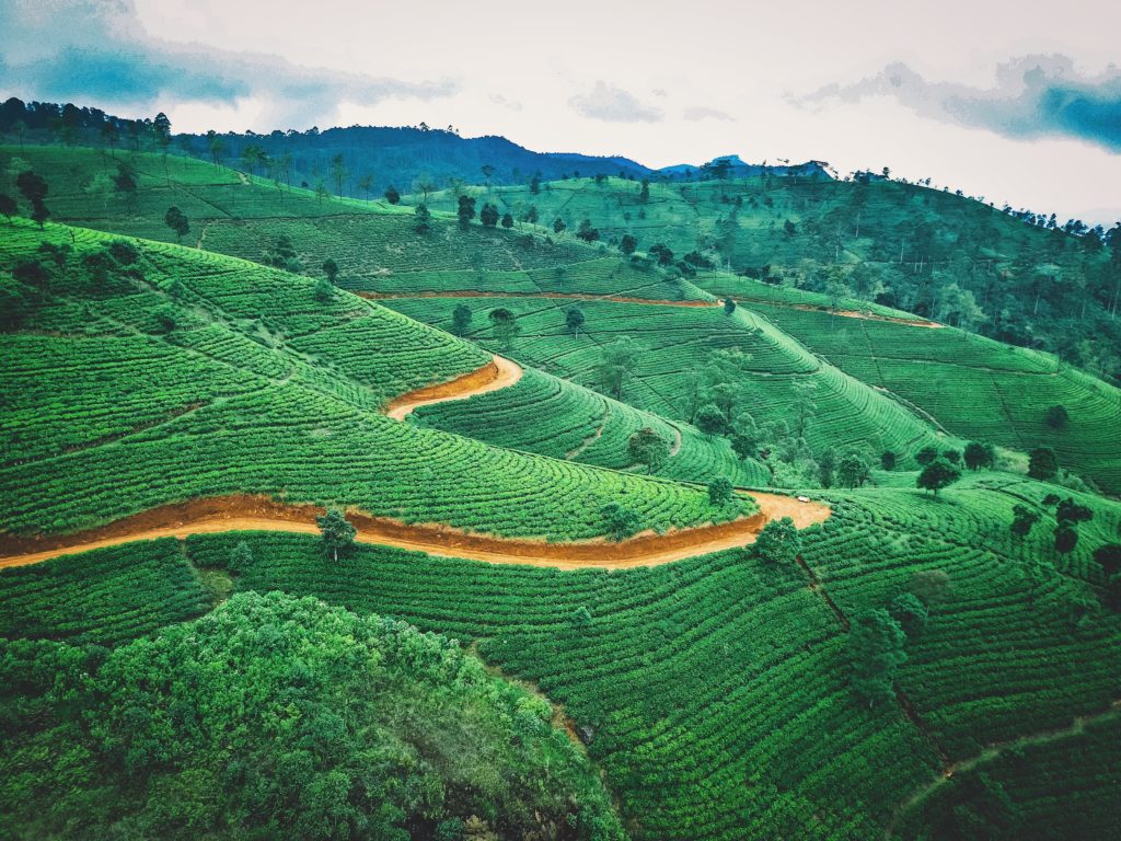 Tea plantations in Sri Lanka produce enormous amounts of black tea.