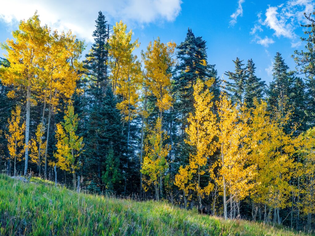 Organic Afternoon in the Aspens is a perfect tea for leaf-peeping.
