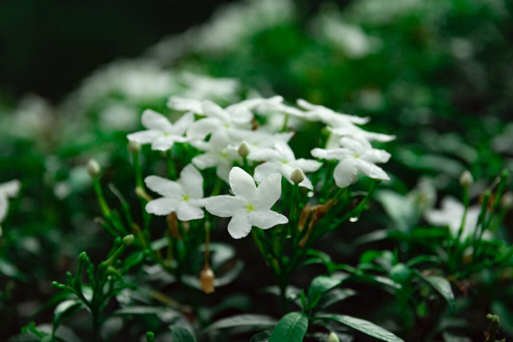 Jasmine blossoms