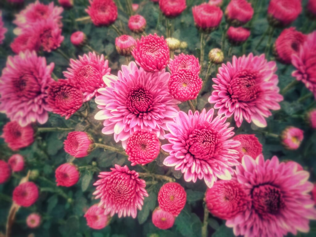 Mums are great in flower tea.