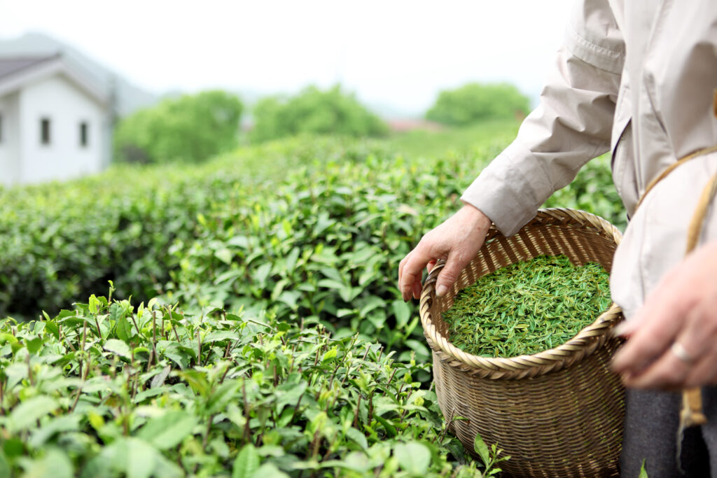 Chinese tea picking