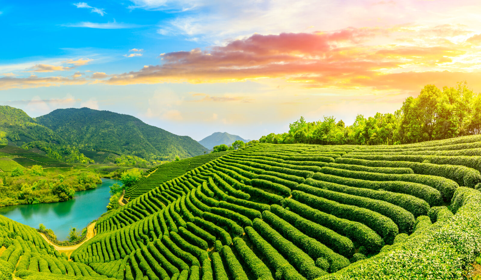 Chinese tea farm