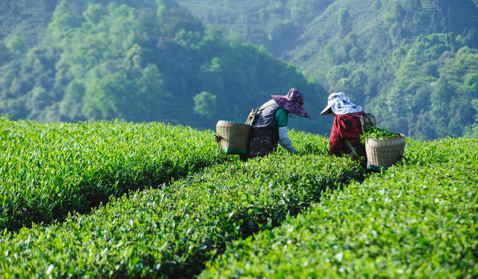farmers in fields for spring harvest teas