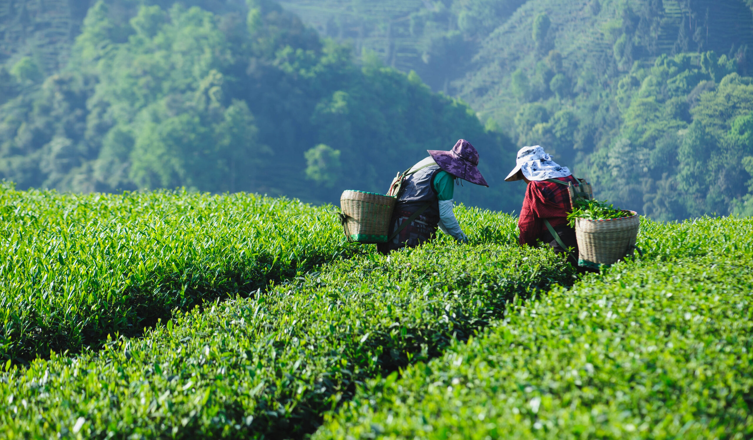 farmers in fields for spring harvest teas